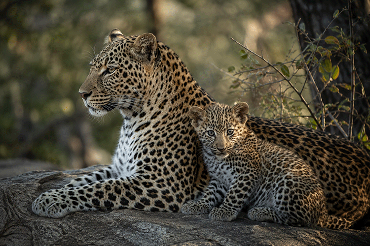 Nature/Wildlife